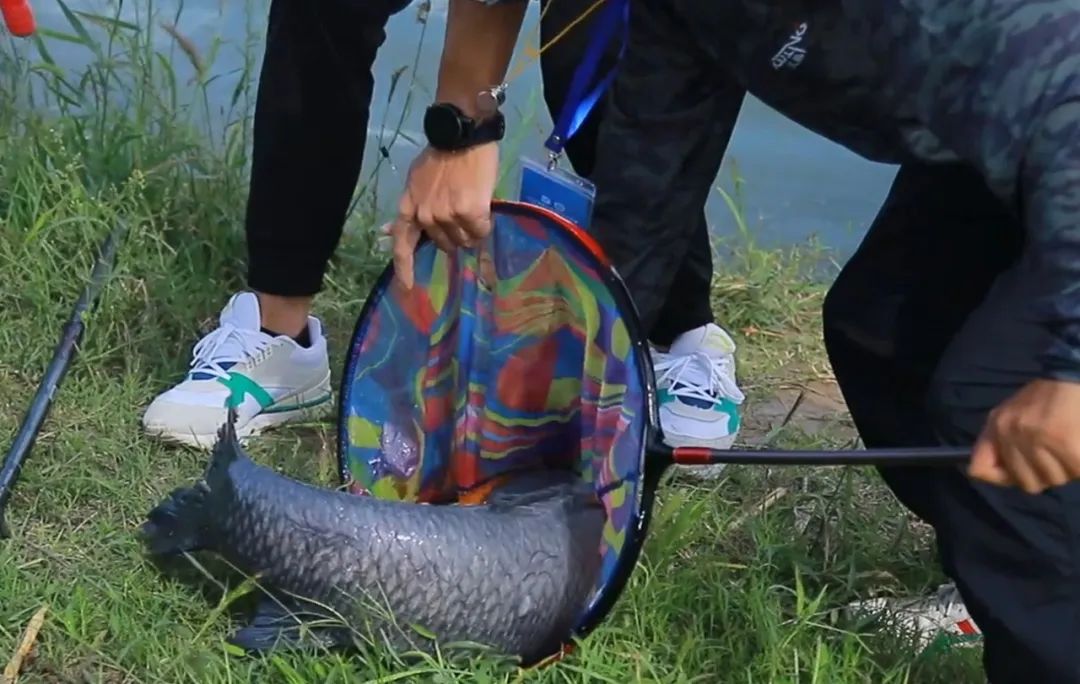 中秋前后野钓，如何才能钓到大鱼？
