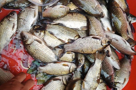 钓鱼知识 | 冬季传统钓优势与技巧大公开，专治各种空军！