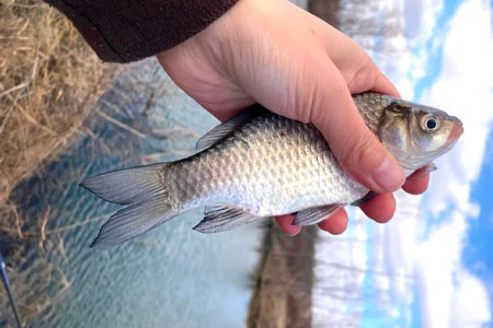 钓鱼知识 | 大雪节气后怕空军？新手友好的红虫使用攻略来了！