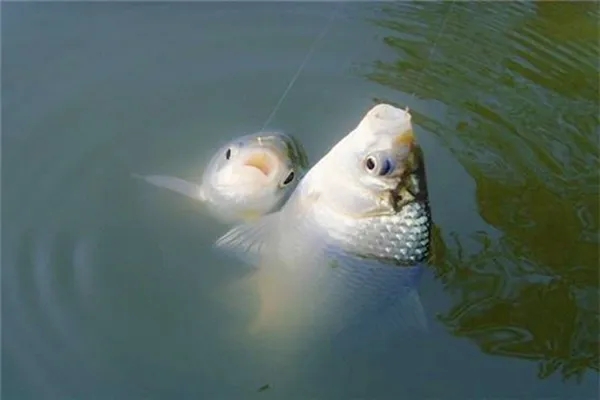 钓鱼知识 | 新手开制红虫肉夹馍的正确打开方式，一篇教会你！