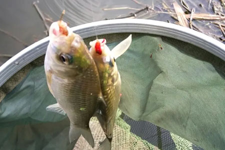 钓鱼知识 | 早春出钓牢记这几点，助你远离空军！